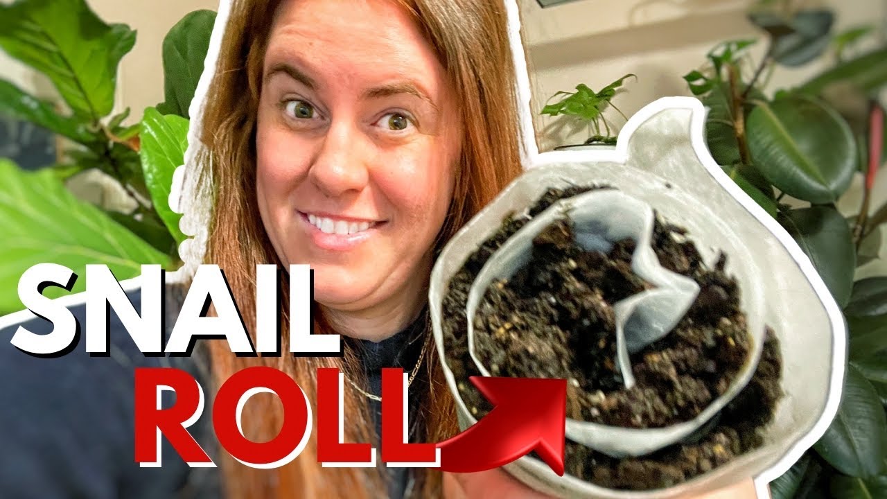 Snail Roll — новый способ выращивания семян