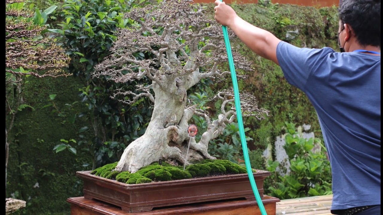 Bonsai Indonesia Nhiều Tác Phẩm Đẹp Độc Lạ Tại Cuộc Triển Lãm