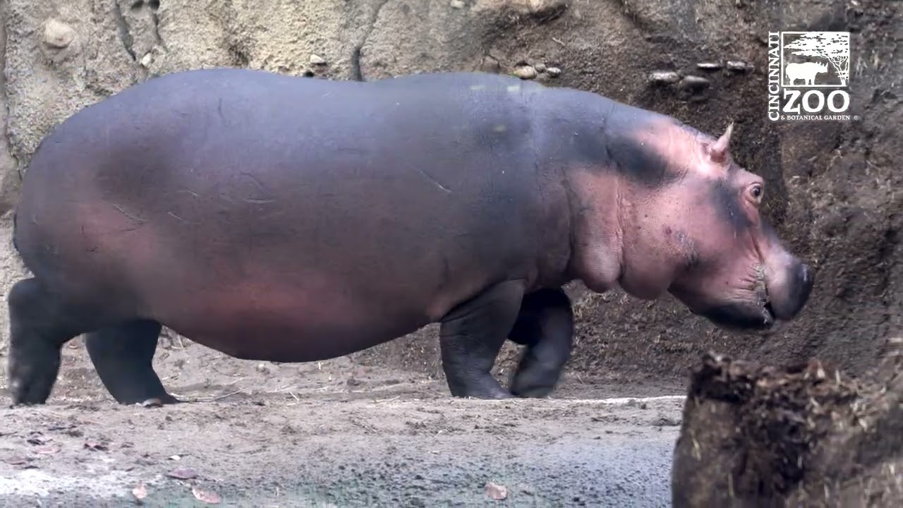 Hippo Fiona is 6 Years Old - Here's 6 Years of Highlights - Cincinnati Zoo
