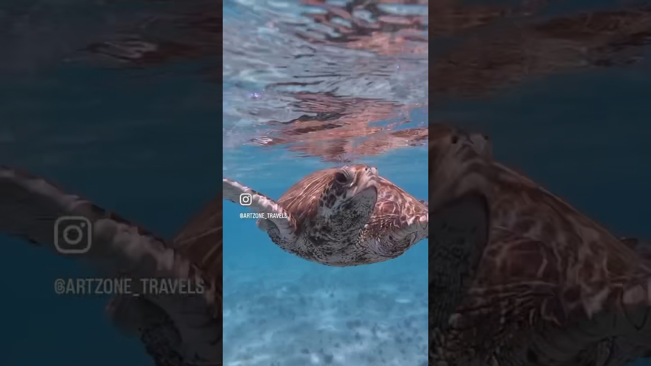 &ldquo;Dreams really do come true! 🐢✨ Snorkeling with turtles! #ospreybay #Ningaloo  #westernaustralia