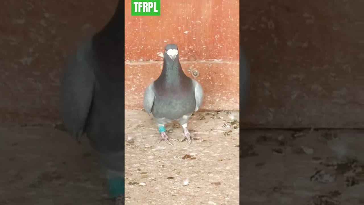 #pigeon #racingpigeons #pigeonracing #racer #racerkabootar #homer #homerpigeon #homerkabootar