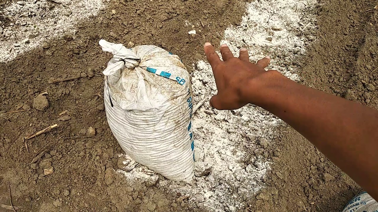 Part(2) penaburan kohe yg sudah d fermentasi, 10 hari setelah kapur dolomit, 120 sak untuk 1/4 ha