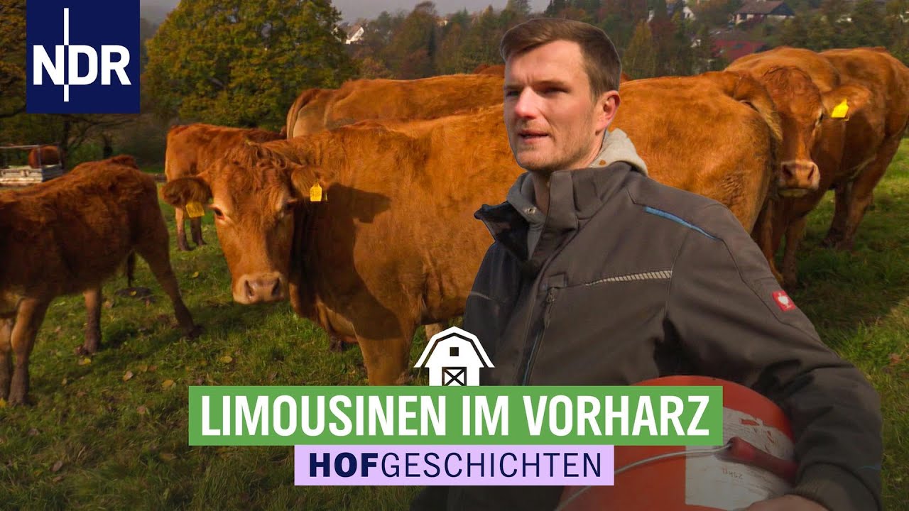 Limo-Kühe lieben niedrige Temperaturen | Hofgeschichten: Leben auf dem Land (307)  | NDR
