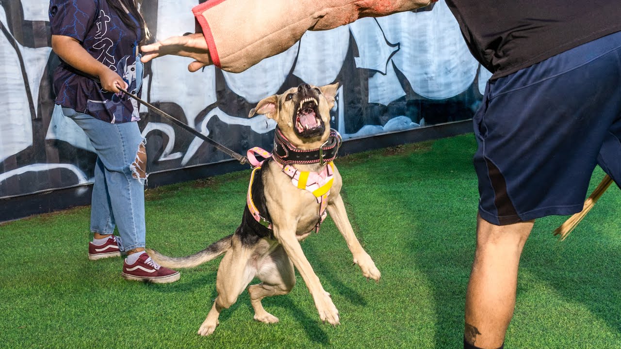 Massage on a bite working dog