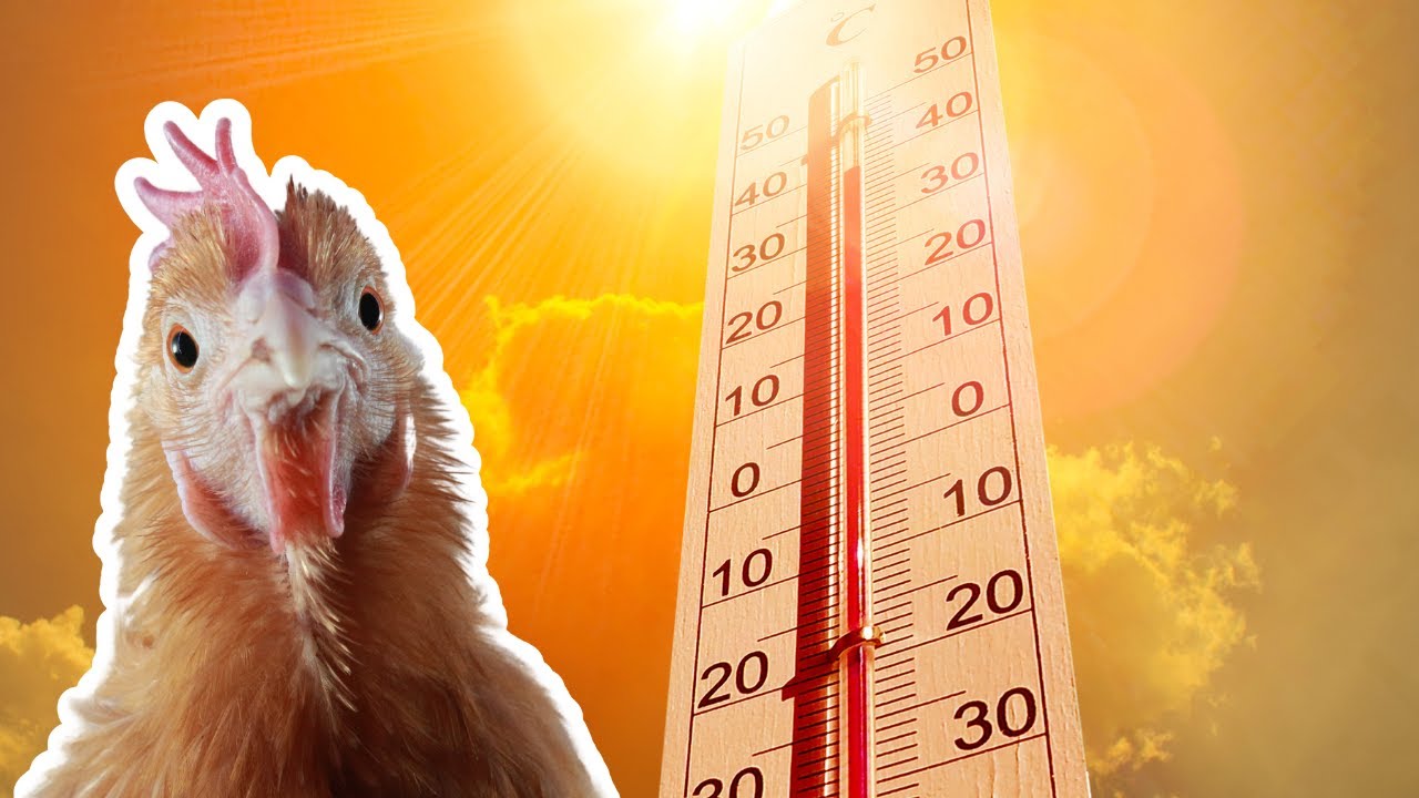 Electrolytes for backyard chickens #backyardchickens #chickens