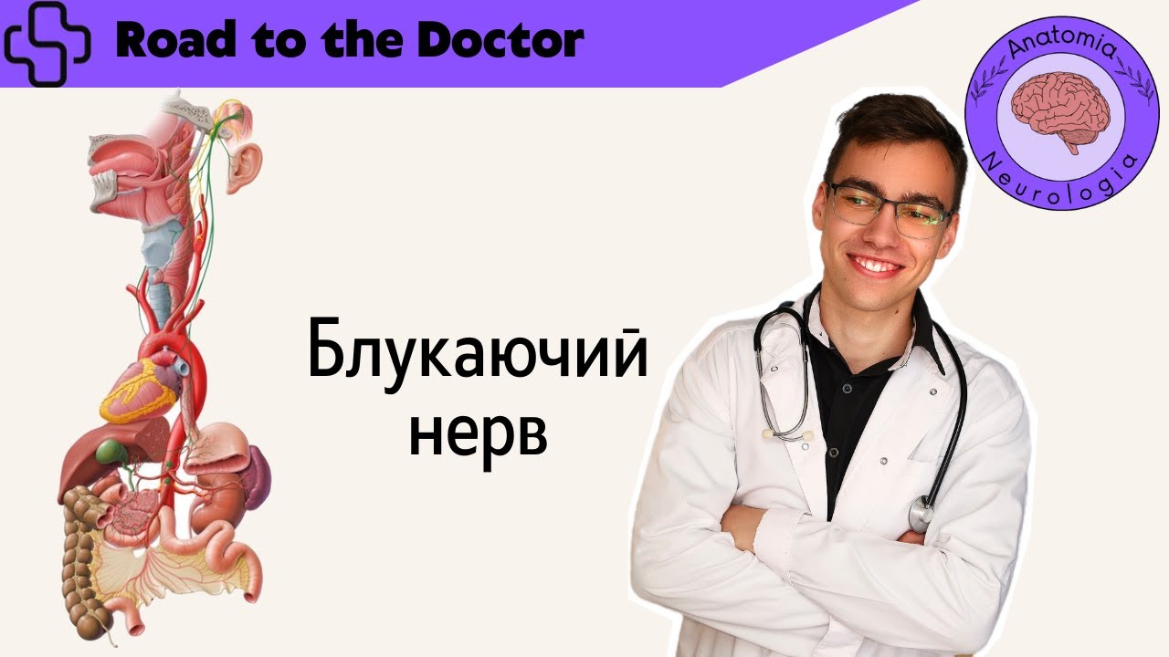 Блукаючий нерв (Х пара ЧМН)