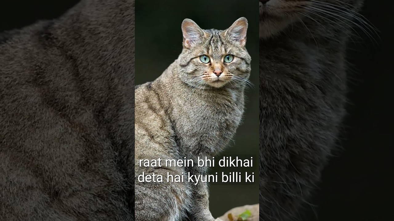 The cat Felis catus also referred domestic cat, is a small domesticated carnivorous mammal बिल्ली