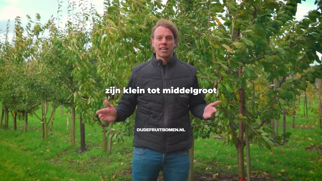 Alles over de Gieser Wildeman: Verzorging, Oogst & Zelfbestuiving