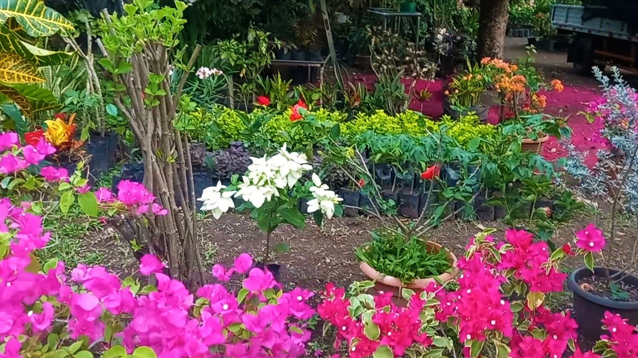 PLANTAS DE MI JARDIN LISTAS PARA PROPAGAR Y VENDER #jardín #flowers #plantas 