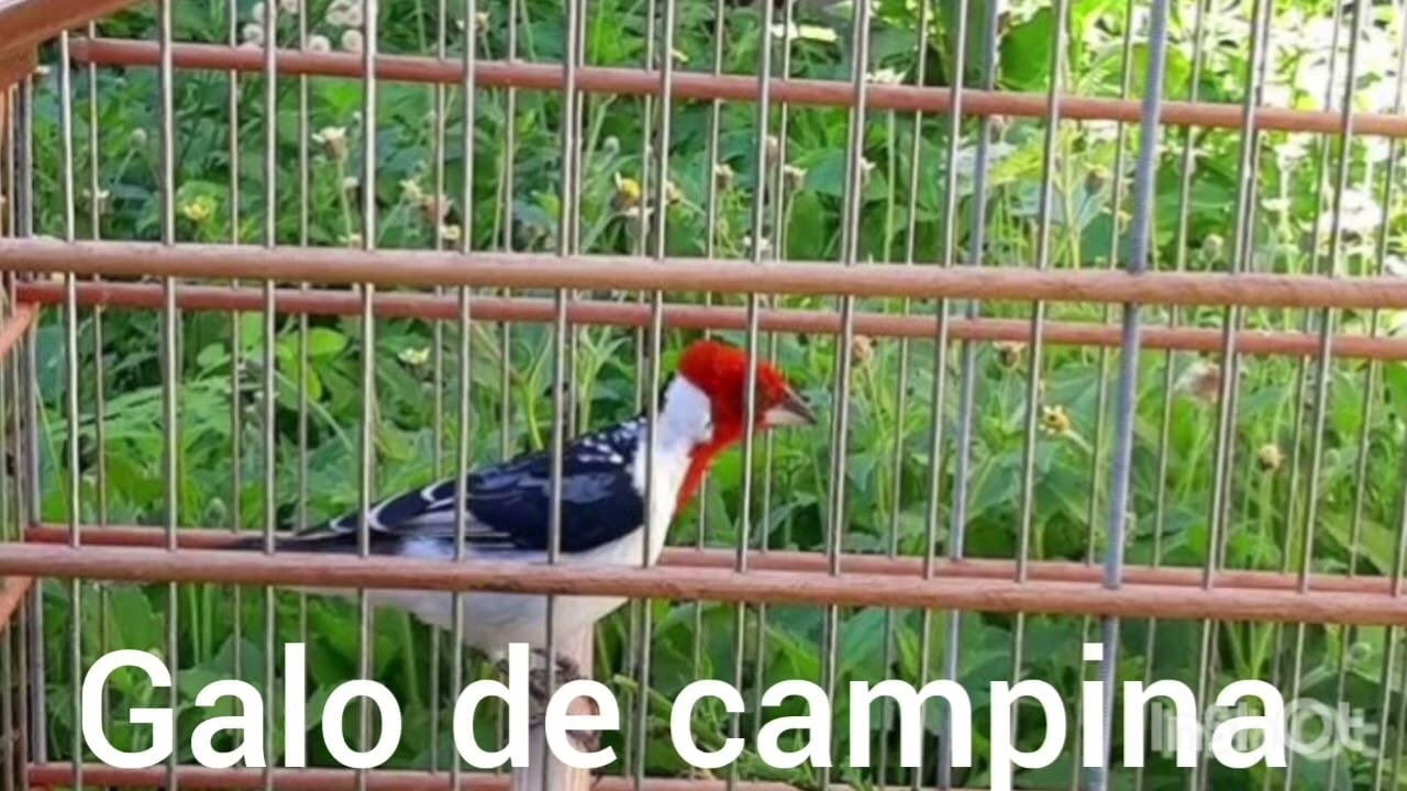 Galo de Campina está frio veja as melhores frutas para estabilizar a saúde e foguear ele