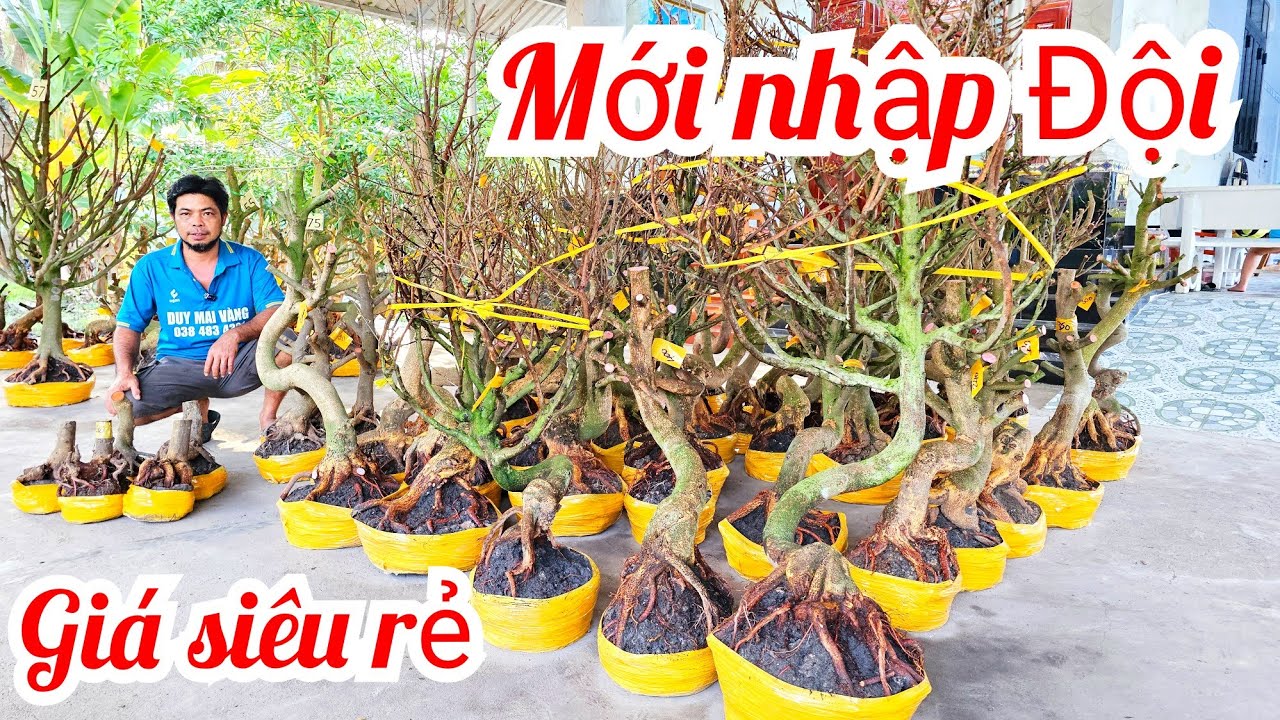 A Duy 📲 0384834321 trực búp măng dáng long mai giảo Thủ Đức giá rẻ 31/1 (@MaivàngQuêdừa)
