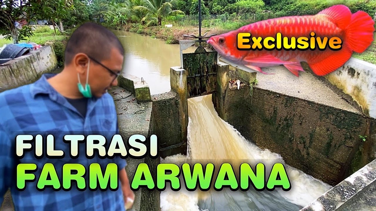 BONGKAR FILTRASI FARM IKAN ARWANA SUPER RED - PANEN IKAN PREDATOR BRO!