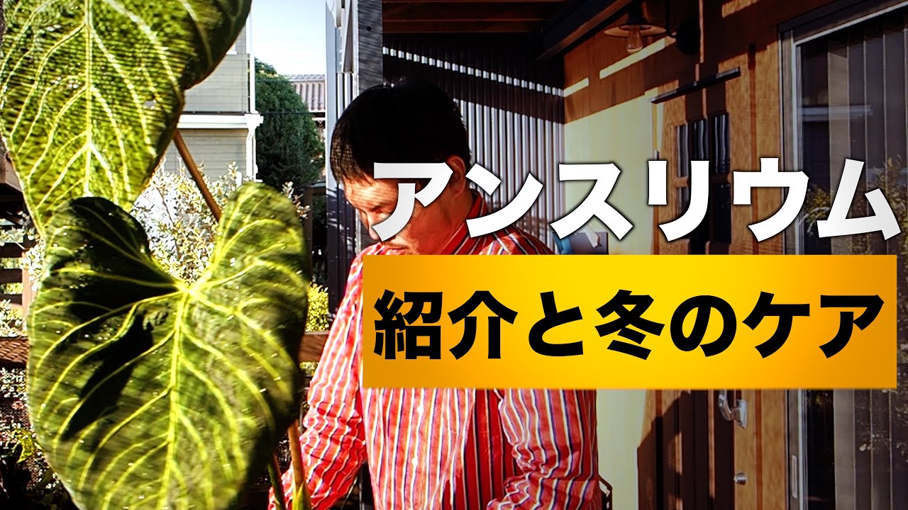 【冬のケア】アンスリウムの紹介と冬の室内管理や準備について【観葉植物】
