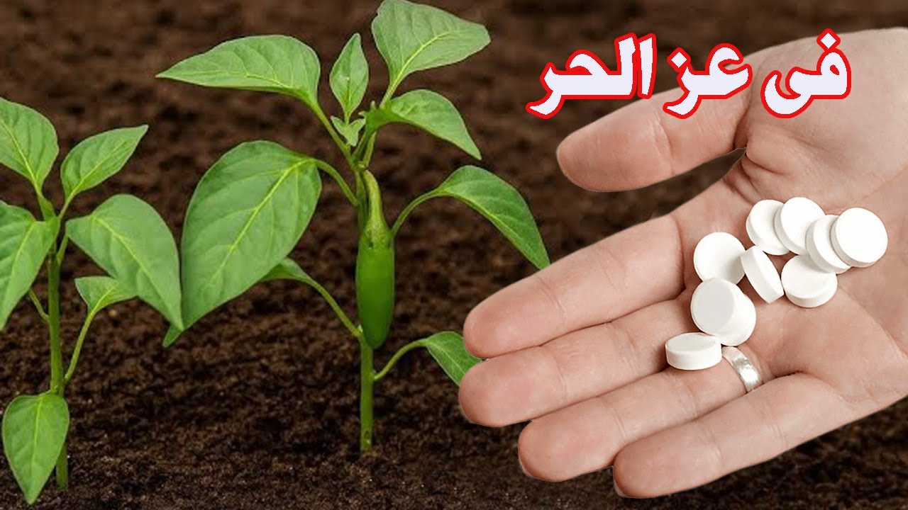 اقوى وارخص منشط نمو وزيادة رهيبة فى التزهير والعقد ويزيد النمو الخضرى ويقلل الاجهاد الحرارى