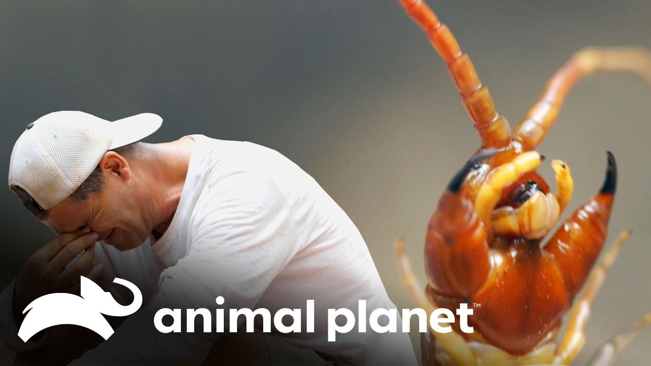 Centopeia gigante morde o Frank! | Perdido no Sudeste Asi&aacute;tico | Animal Planet Brasil