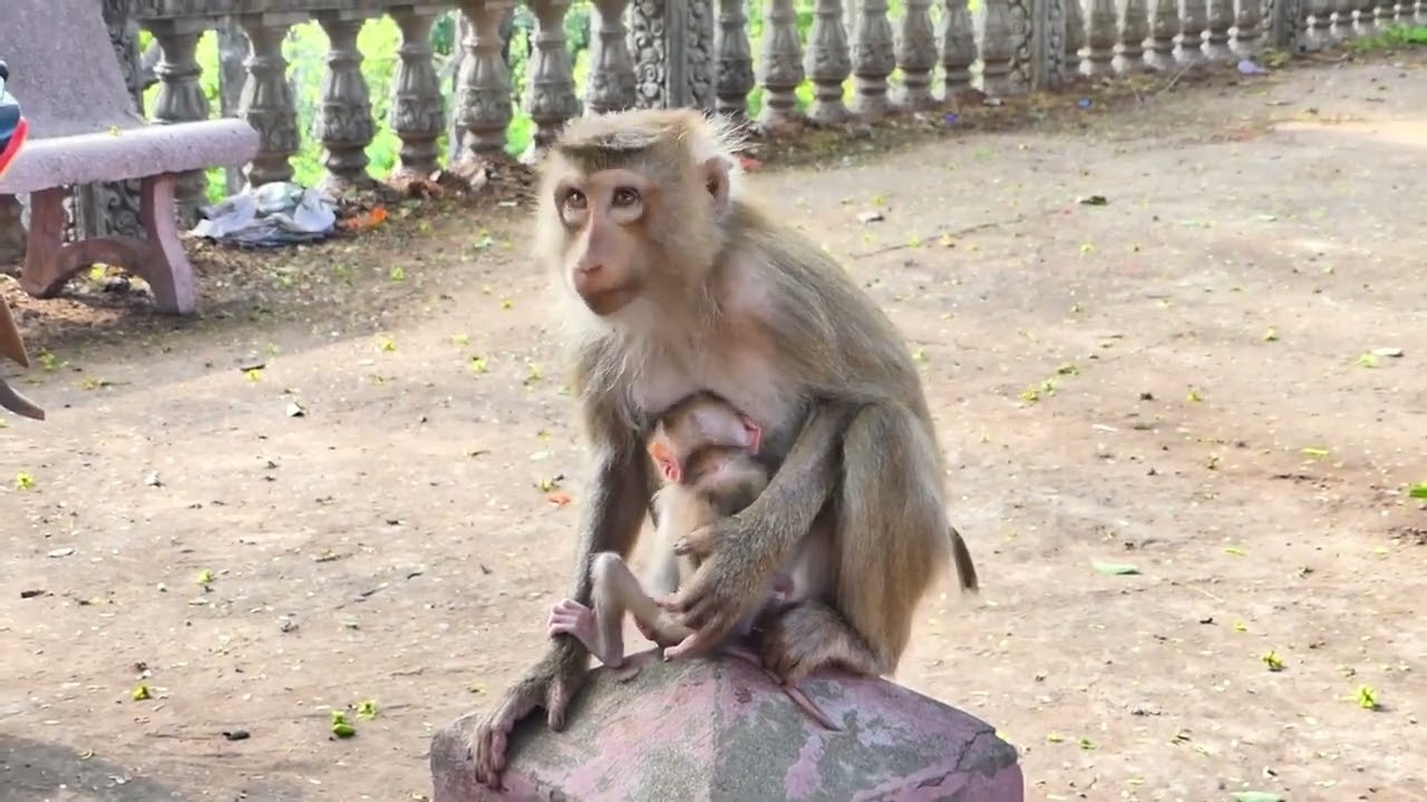 Oh Tiny baby monkey Luna feel Wake up​ when Mom Lura tries to c hecking