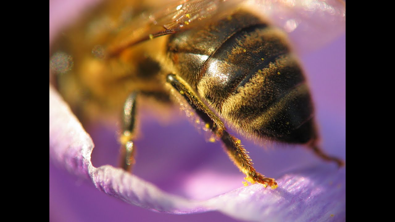 [Bangor University] SENRGy - Bee Morphometrics