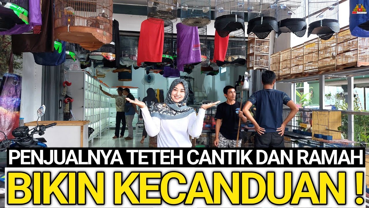BAKAL KETAGIHAN ! LIAT PENJUAL CANTIK DAN HARGA BURUNG DI KIOS YANG BARU BUKA INI !