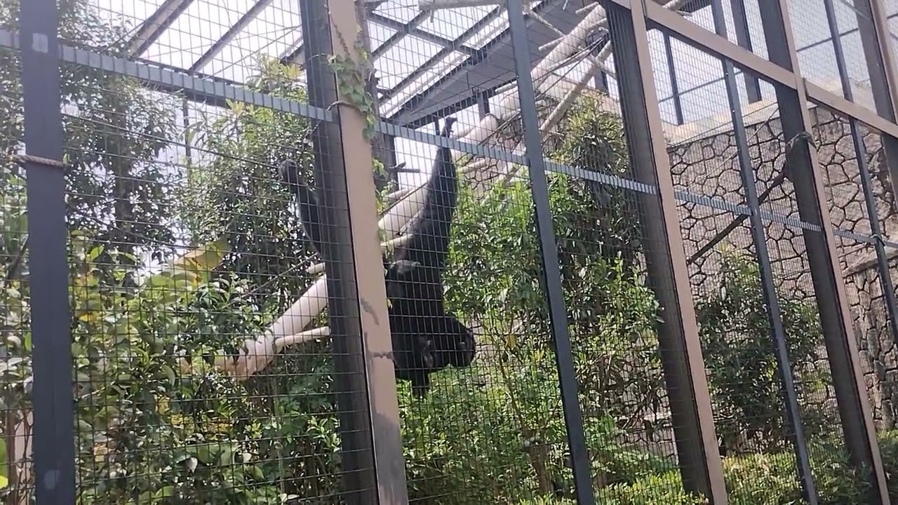 フクロテナガザルの鳴き声!!(東山動物園)