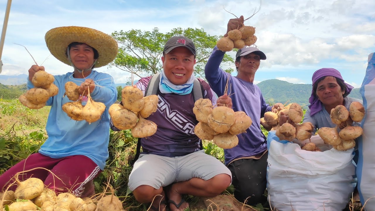 SINGKAMAS FARMING