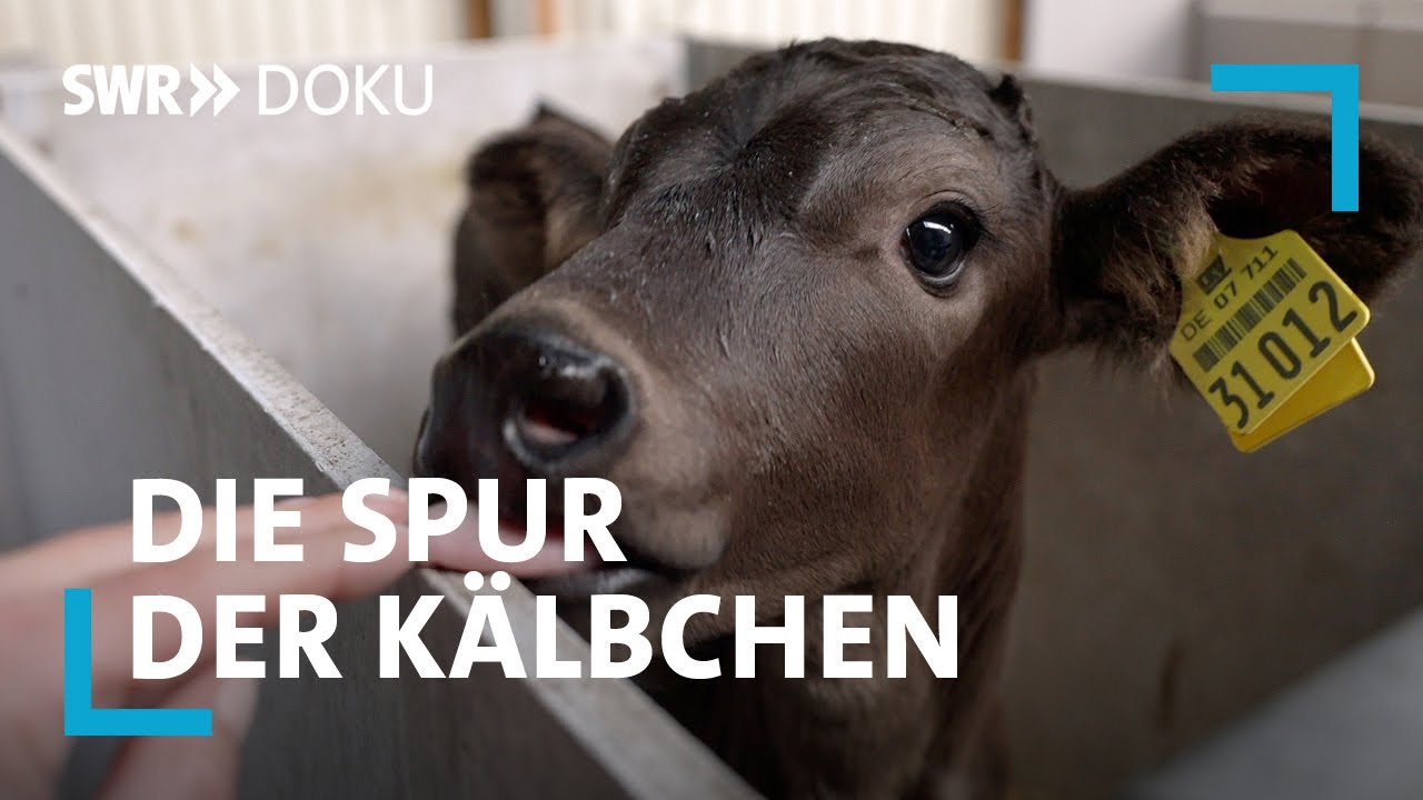 Die Spur der K&auml;lbchen - Die Schattenseiten der Milchwirtschaft | SWR Doku