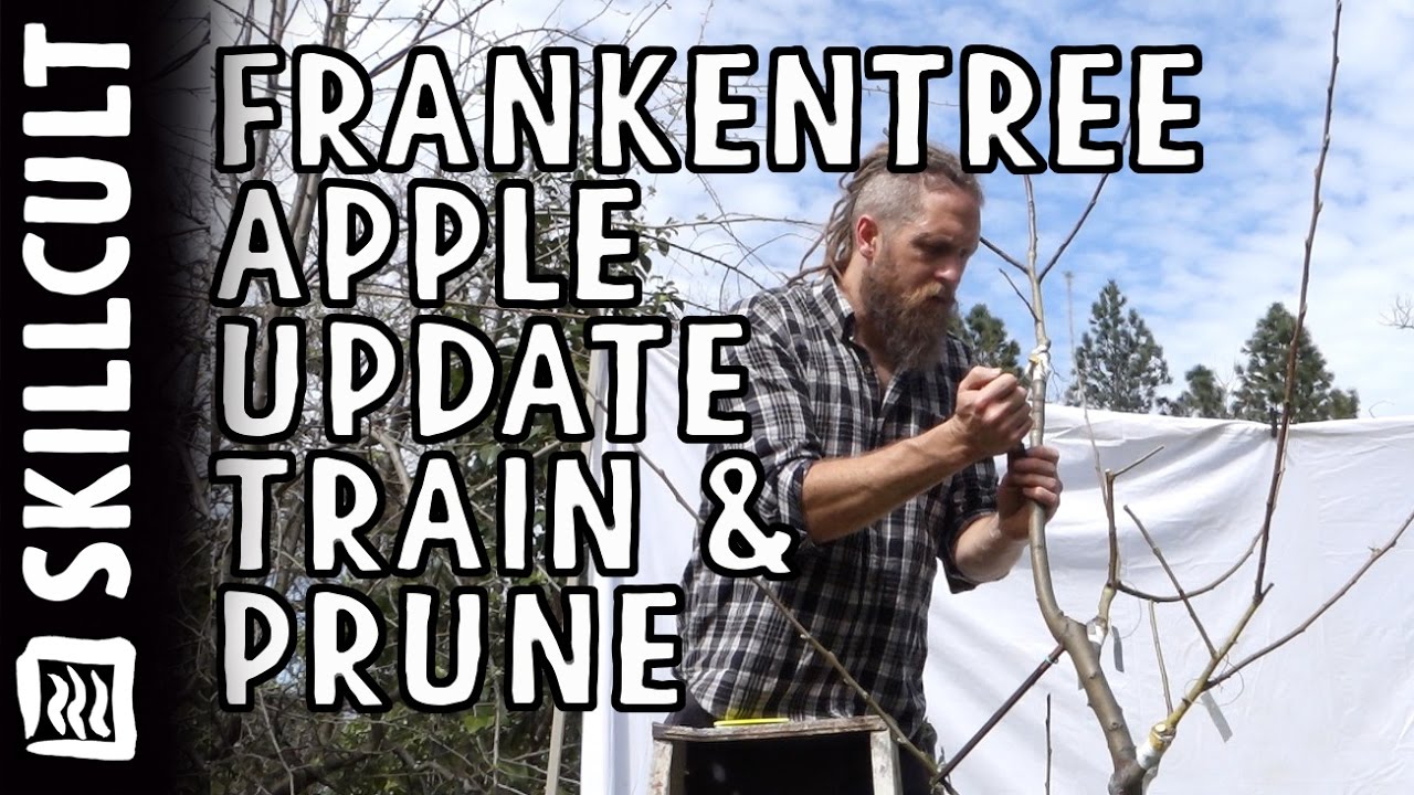 Pruning and Training Chuck's Frankentree, Apple, Notching, Borers, Delayed Open Center