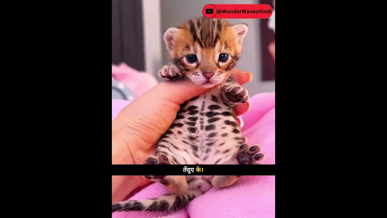 He Rescued a Kitten&hellip; But It Grew Into Something Unexpected 😳| What Happened Next Is Incredible