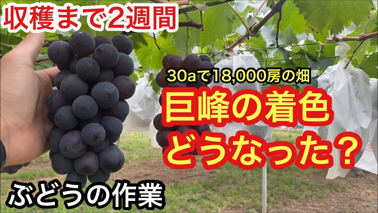 「ぶどうの作業」巨峰の着色が心配！推定反収3ｔの巨峰の畑💦