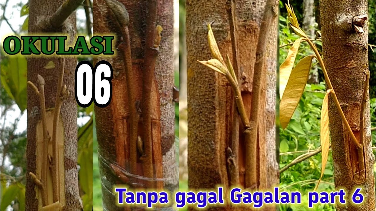 Okulasi ‼️ Tempel sisip Durian Tanpa gagal Gagalan part 6