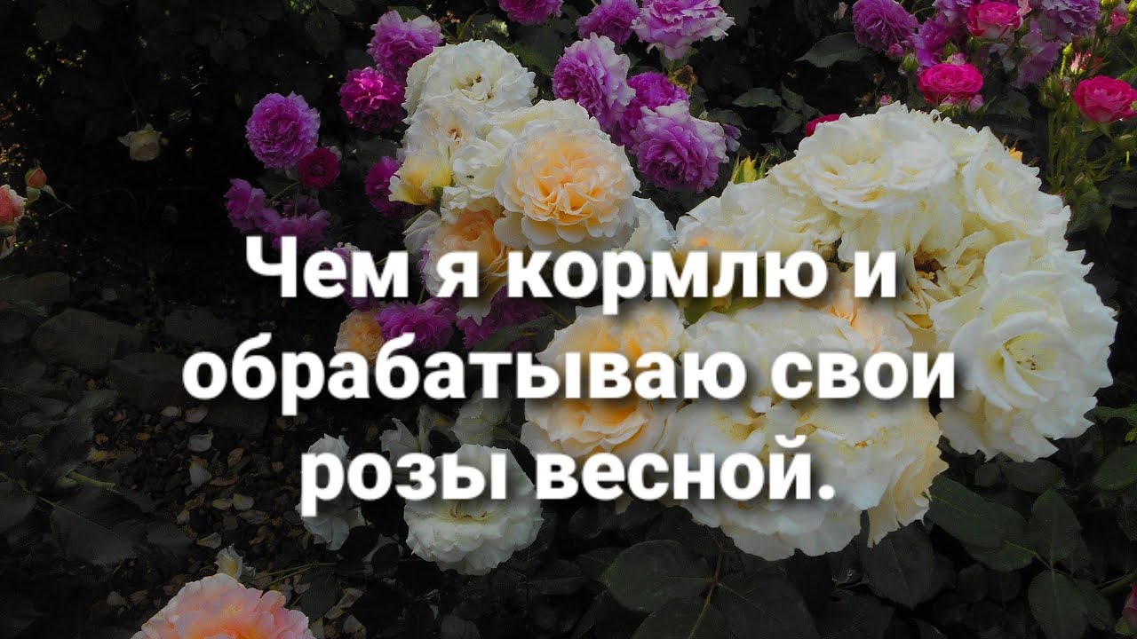 Мой уход за розами в весенний период.