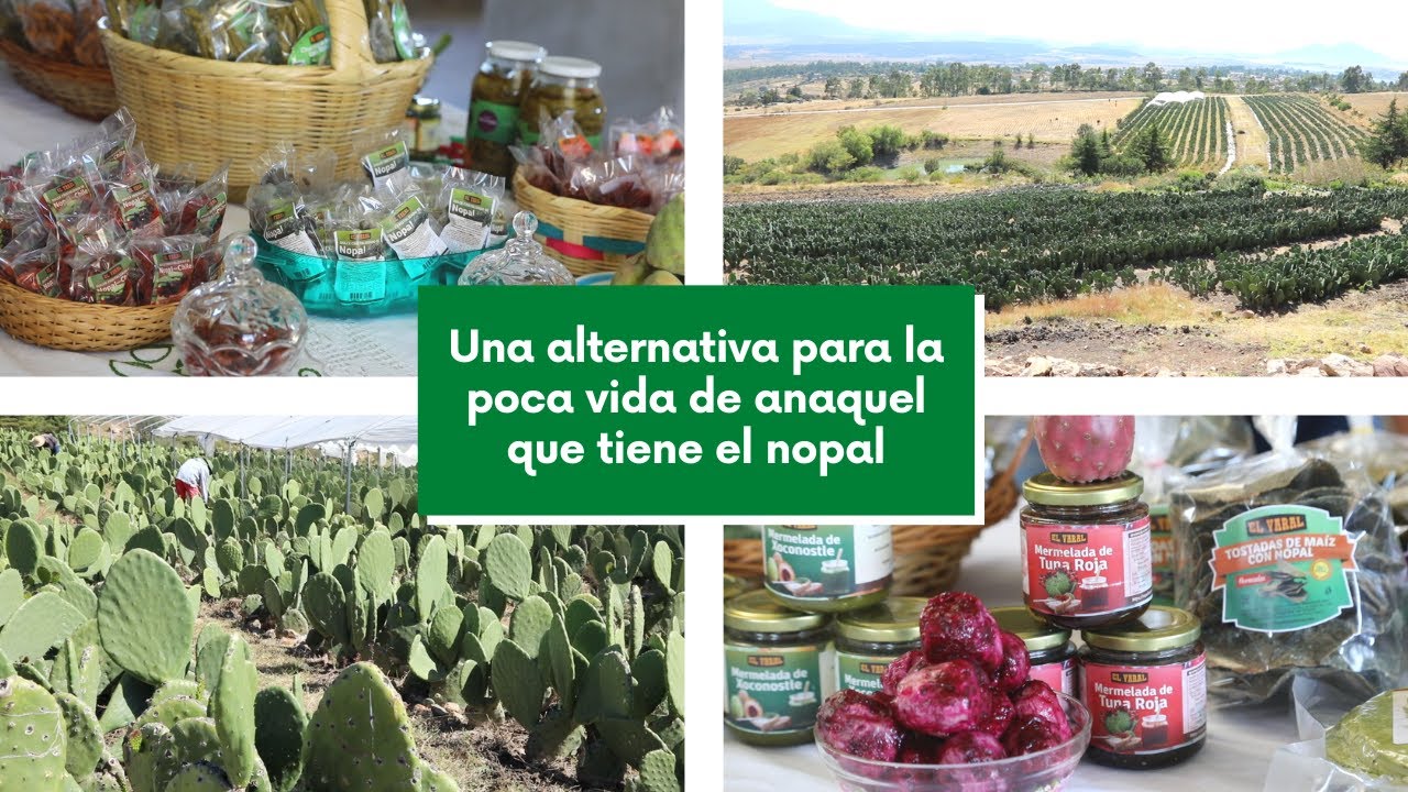 PRODUCTOS HECHOS CON NOPAL ✅ TRANSFORMACIÓN EN ALIMENTOS