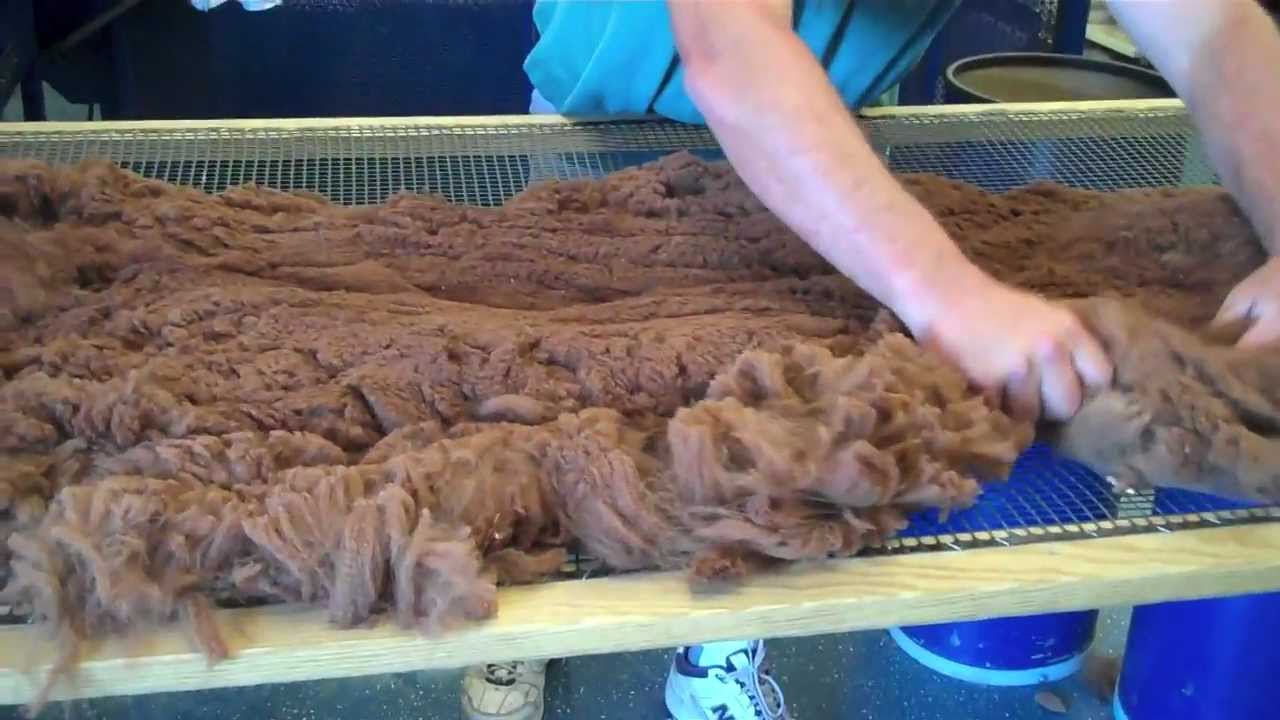 Skirting fleece for show