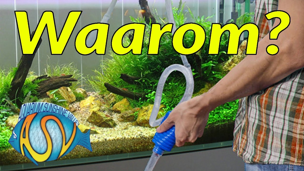 AQUARIUM HOUDEN: Waarom Water Verversen In Het Aquarium | Aquarium Sunshine Valley