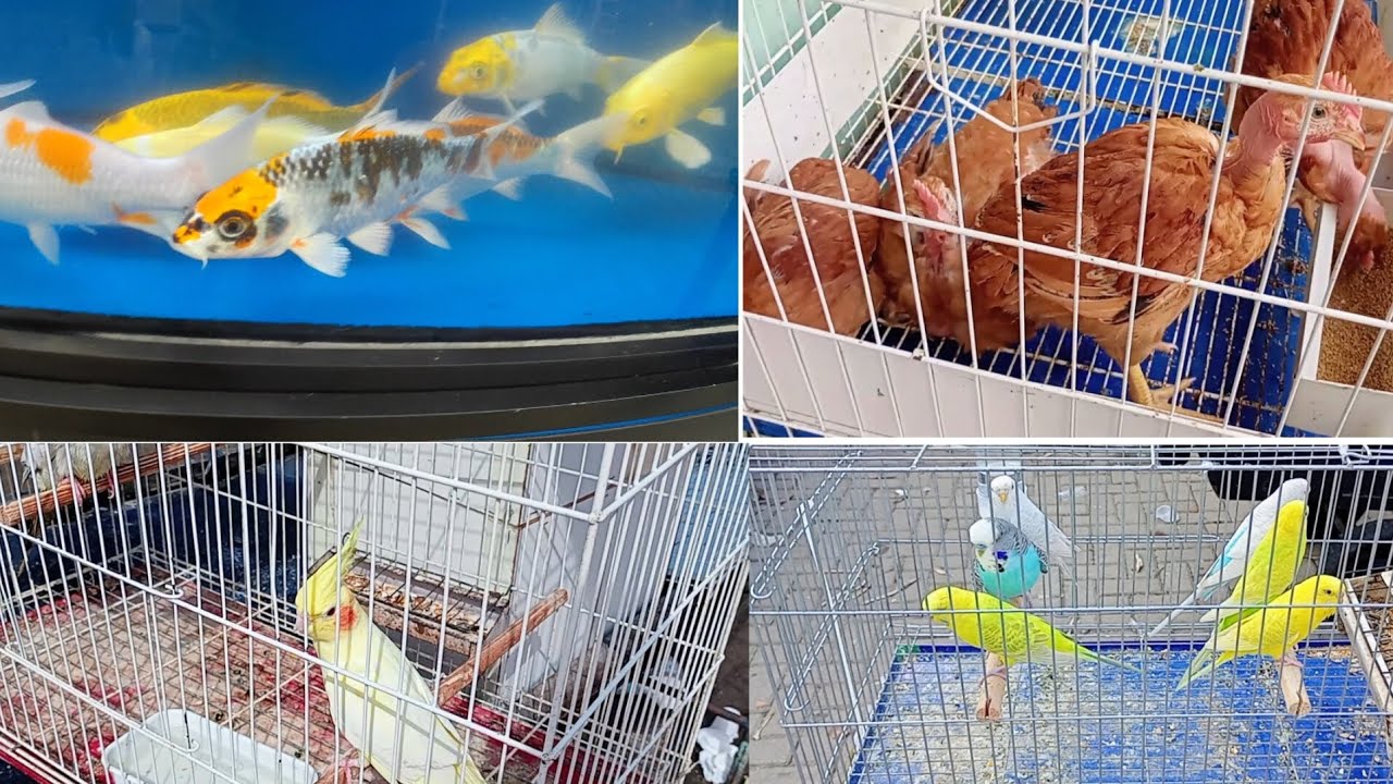 FEIRA DE AVES PEIXES PÁSSAROS GAIOLAS E ACESSÓRIOS RECIFE PERNAMBUCO FEIRA DA MADALENA 