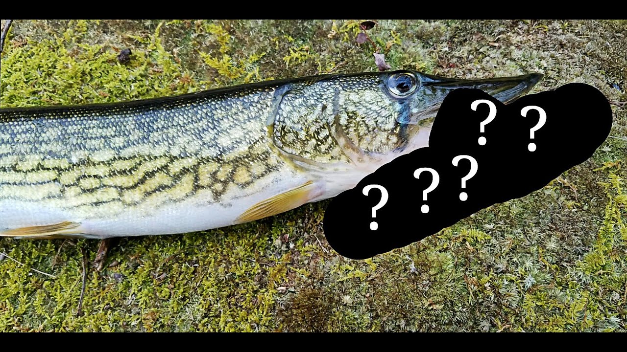 The Best Lure for Chain Pickerel