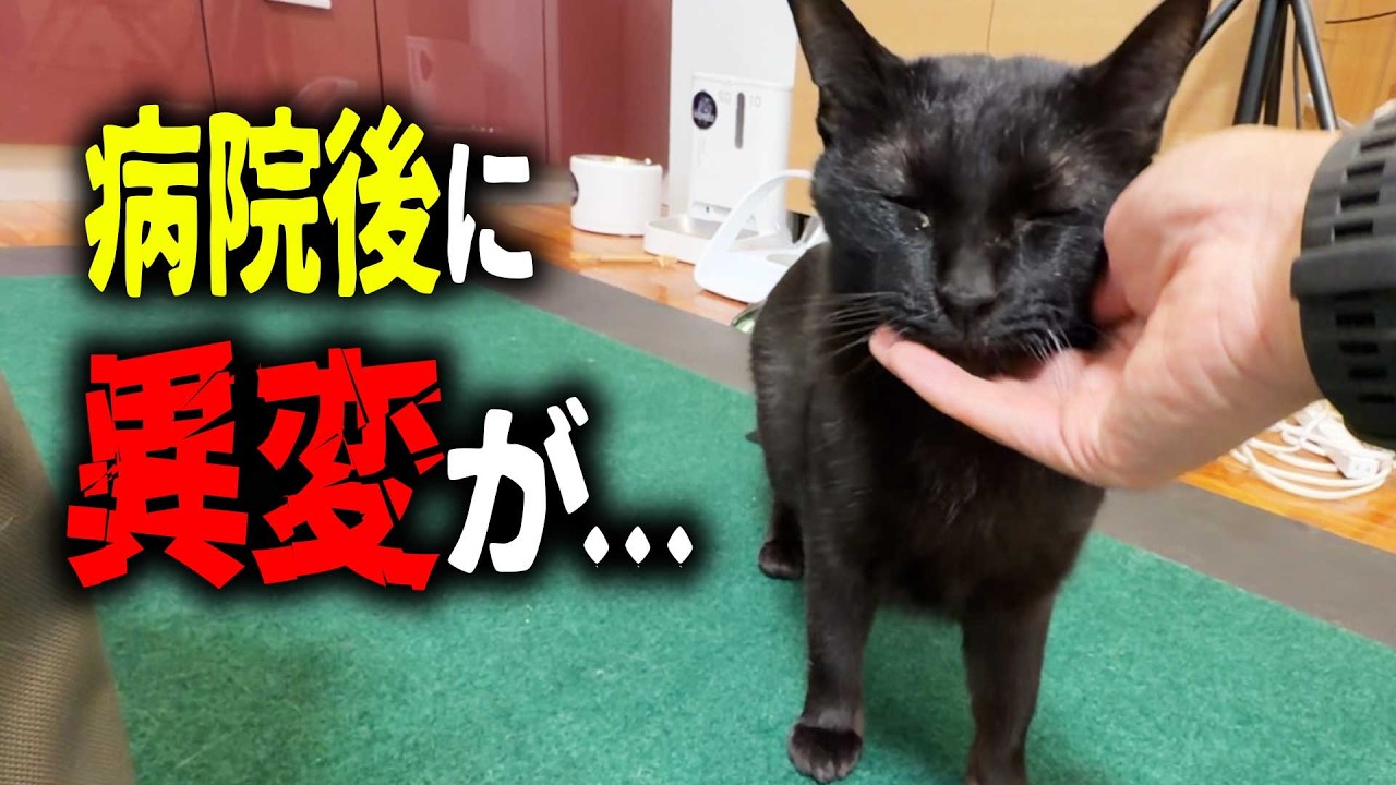病院から帰ってきた猫の様子に異変が、、、【保護猫】