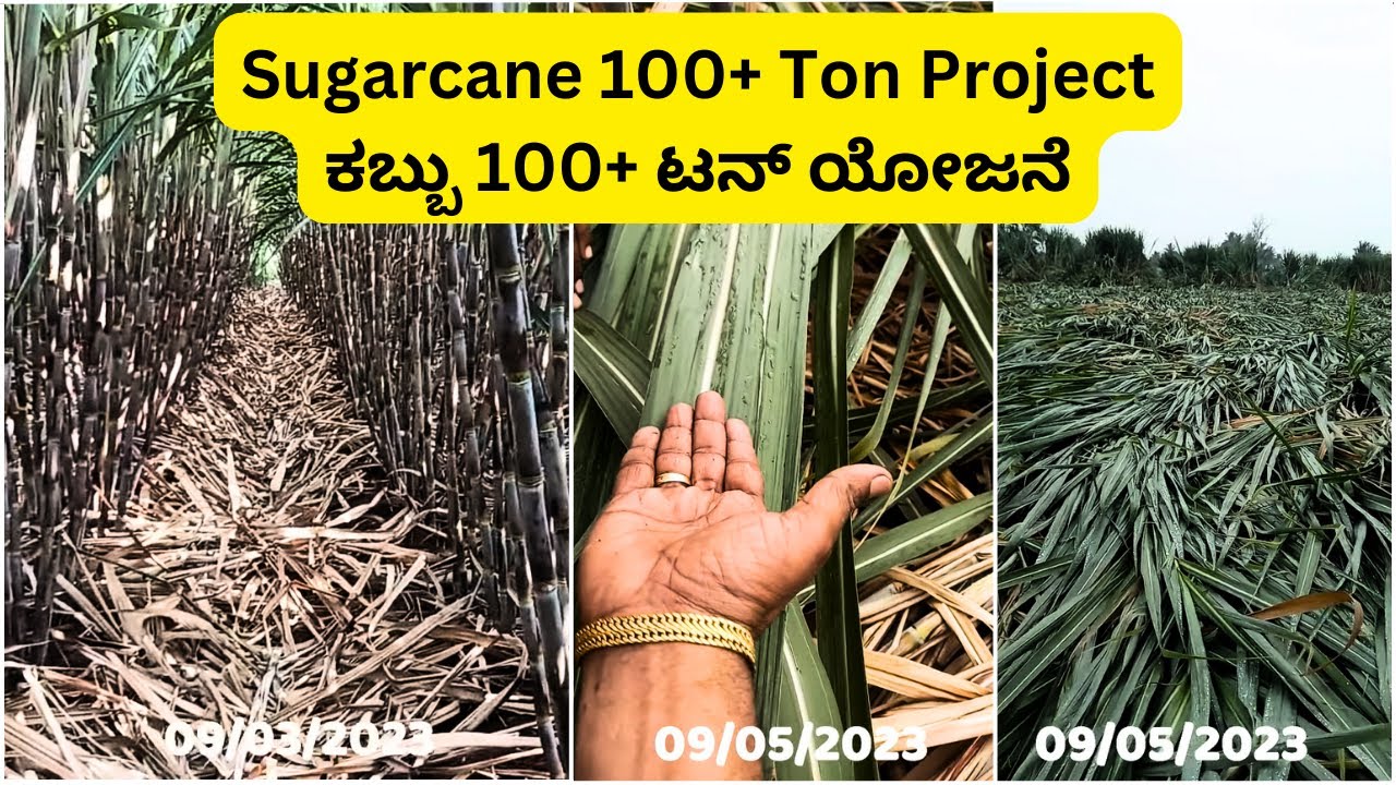 Sugarcane 100+ Ton Project | ಕಬ್ಬು 100+ ಟನ್ ಯೋಜನೆ | Sudhir Katti