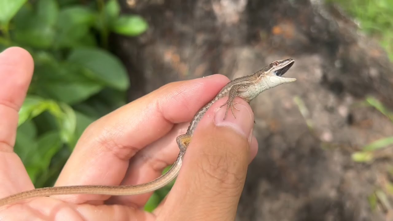 爬虫類採集　　カナヘビ　ニホントカゲ　総集編