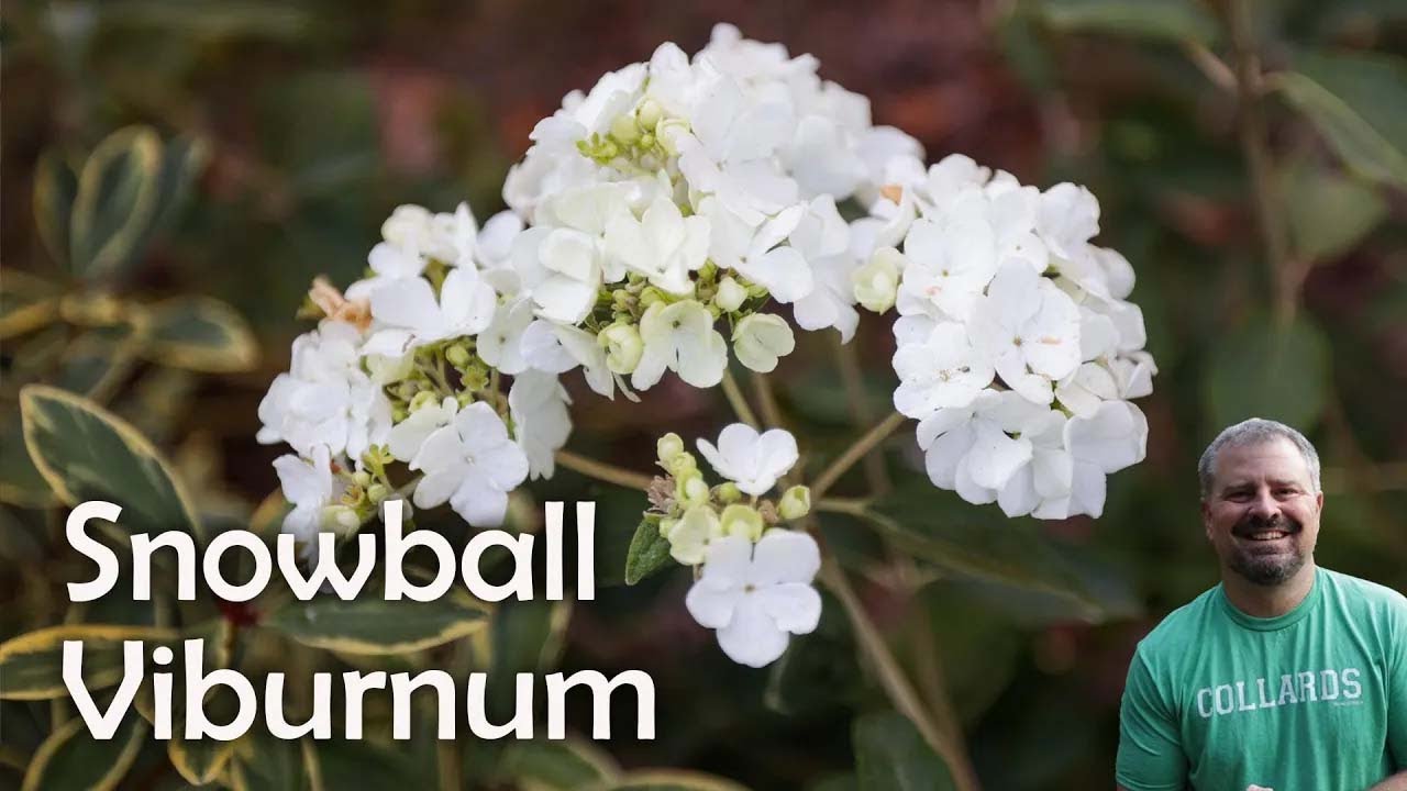 Viburnum macrocephalum - Chinese Snowball Viburnum