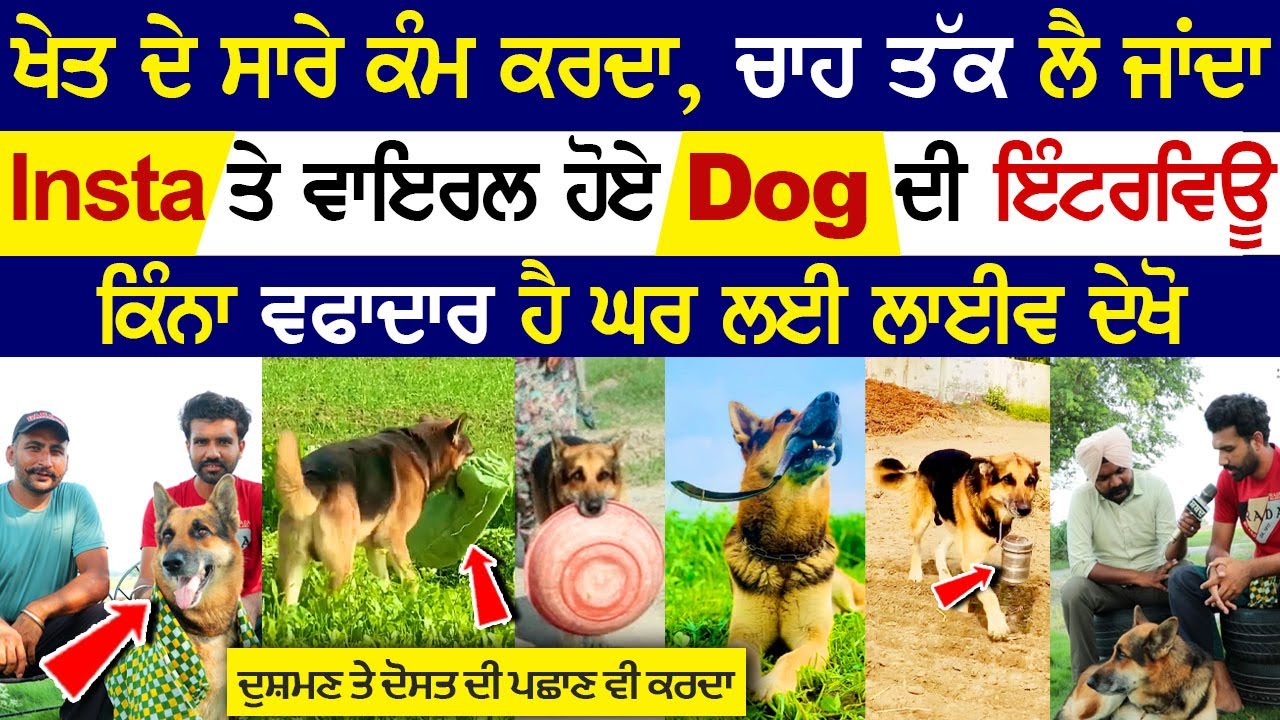 ਦਰਵੇਸ਼ ਕੁੱਤਿਆਂ ਨੂੰ ਜੋ ਜੋ ਪਿਆਰ ਕਰਦਾ ਜਰੂਰ ਦੇਖੇ ਇਹ ਵੀਡੀਓ ਰੂਹ ਖੁਸ਼ ਹੋ ਜਾਵੇਗੀ ||  ਸ਼ਬਦ Shabad || dog lover