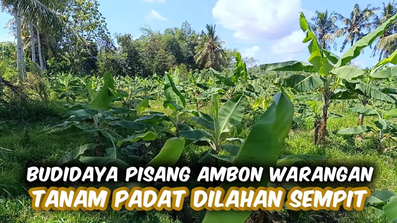 Budidaya Pisang Ambon Warangan Di Tanah Gembrung Dan Telat Air, Ini Solusinya Agar Kembali Normal