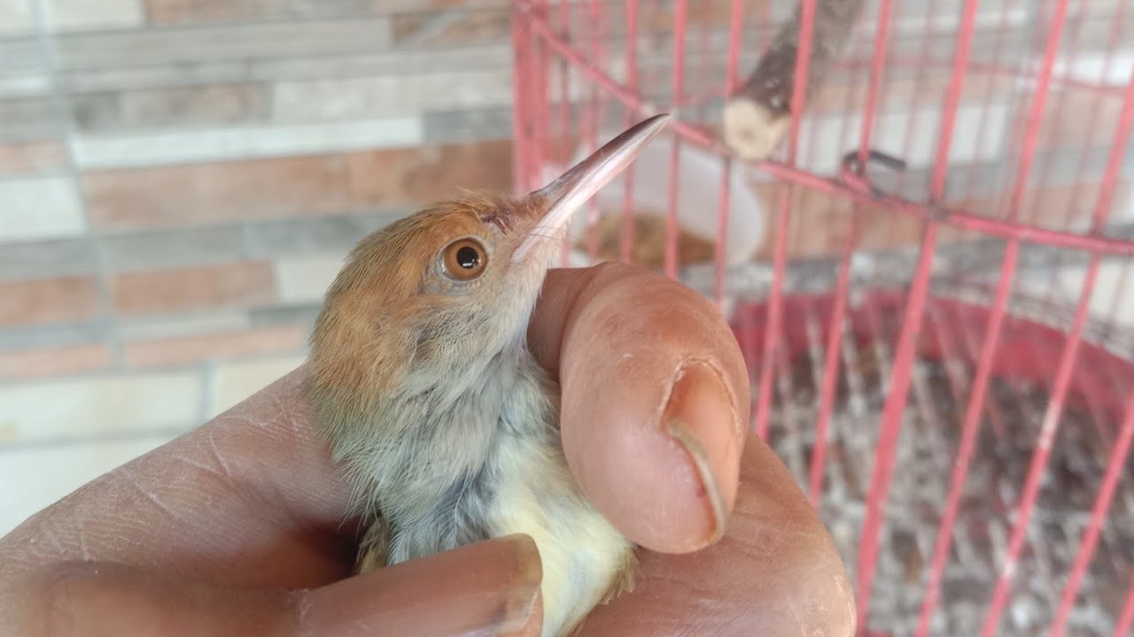 Cara membedakan burung prenjak omah  jantan dan betina