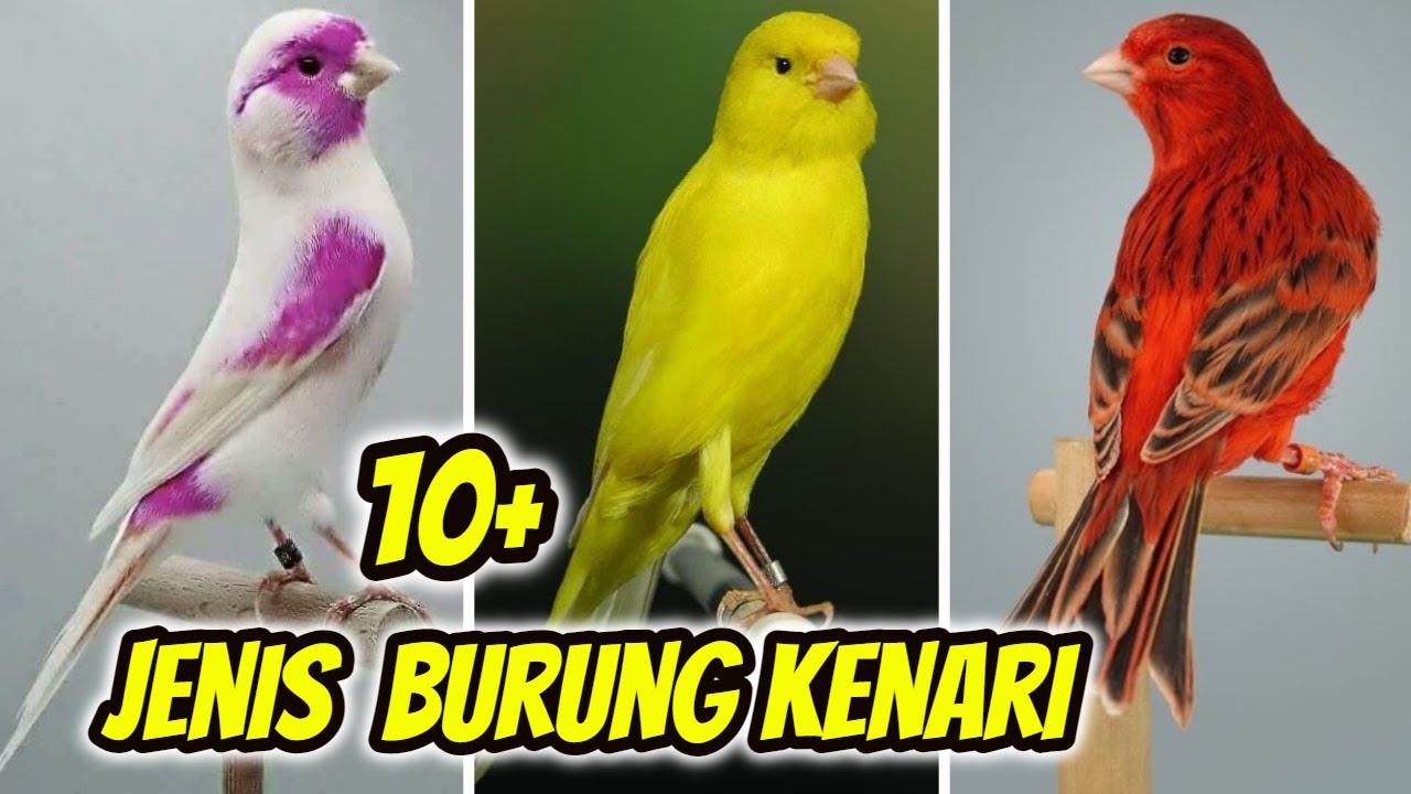 11 Jenis Burung Kenari Beserta Ciri2nya Masing-Masing