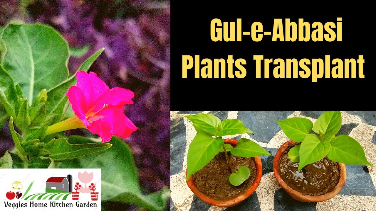Gul-e-Abbasi plants transplant in mini pots at Asim Courtyard Garden | Mirabilis plant