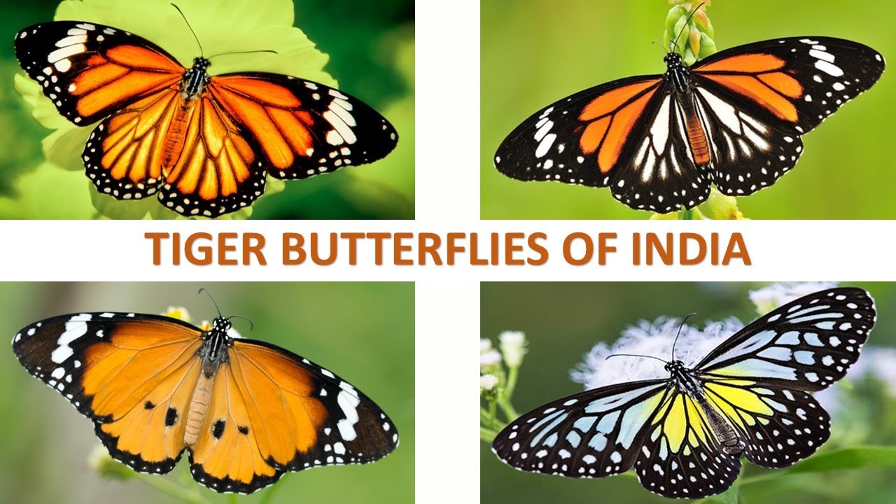 Tiger Butterflies of India 🦋 🇮🇳 | Butterflies | Indian Insects