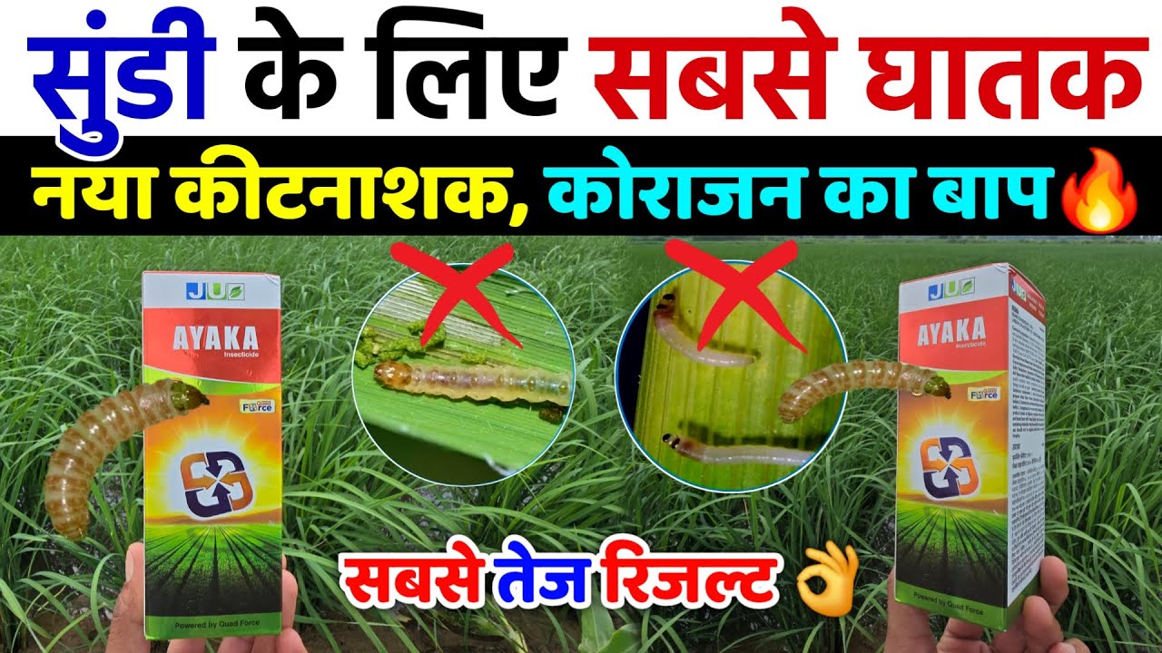 सुंडी, ईल्ली के लिए सबसे घातक नया कीटनाशक | धान‌ में तना छेदक, पत्ता लपेट का पक्का इलाज | JU ayaka