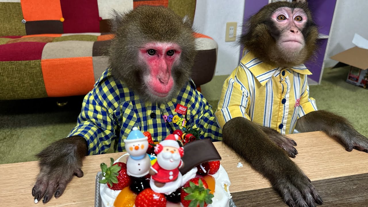 クリスマスケーキをドカ食い祭りで大はしゃぎのカイルー