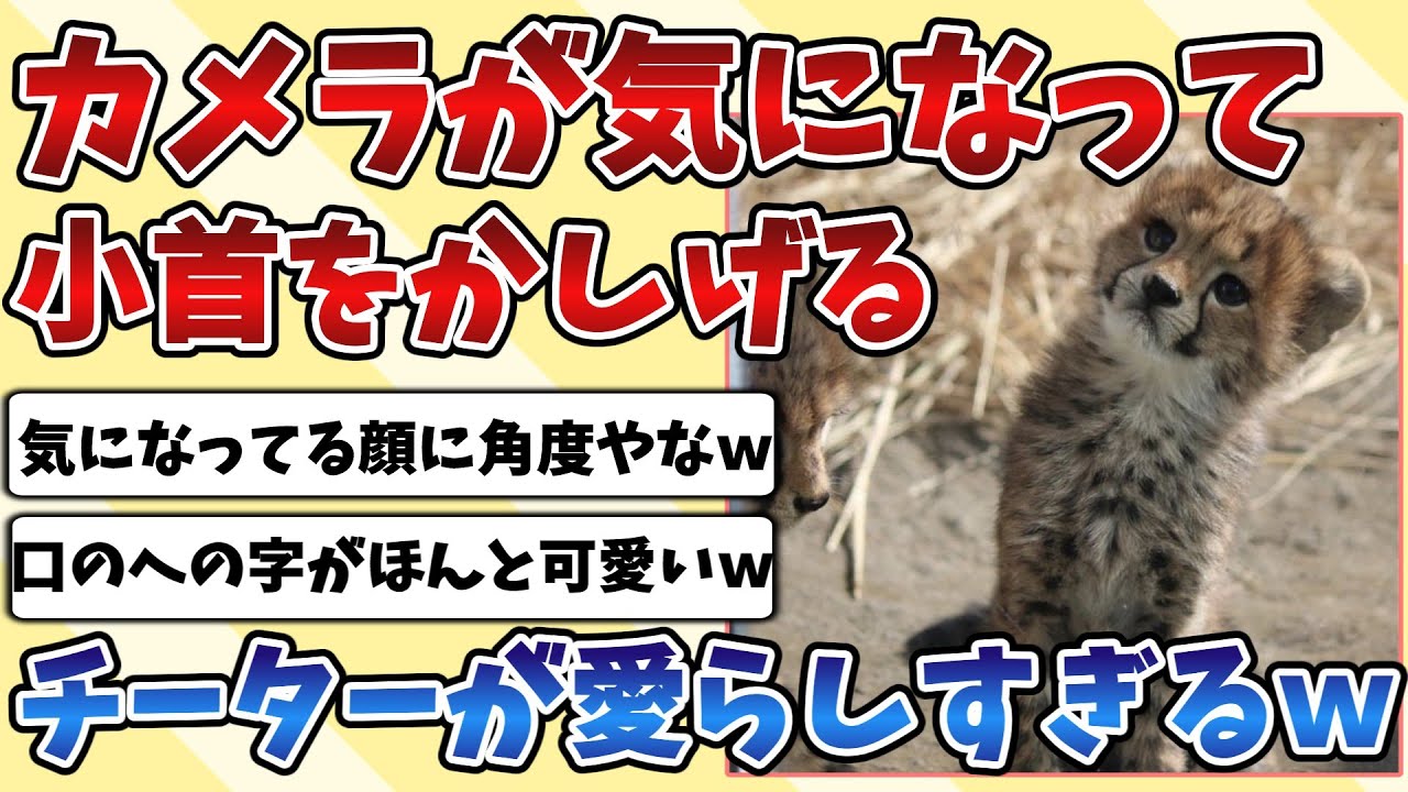 【2ch動物スレ】カメラがどうしても気になって小首をかしげる『子チーター』があまりにも可愛すぎて愛らしいｗｗｗ