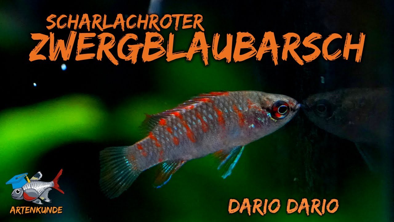 Der Scharlachrote Zwergblaubarsch - Dario dario | ADVENTdicted! Adventskalender | Türchen 8