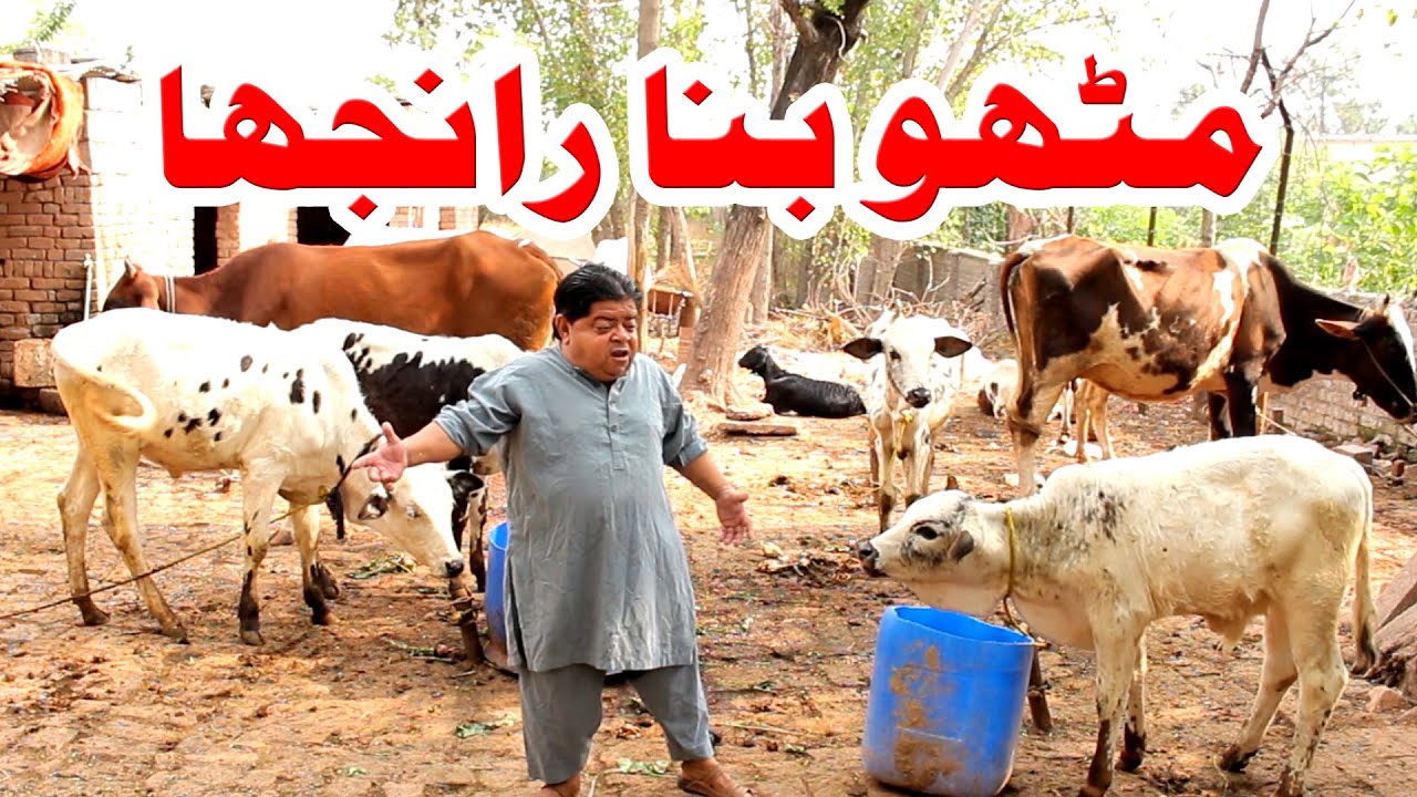 Mithu Bana Ranjha - Pothwari top funny drama - Shahzada Ghaffar funny clips - Anjum Malik Best Drama